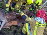 Dwa jelenie uwięzione w siatce na boisku. Strażacy musieli interweniować 