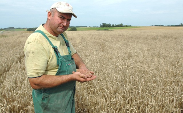 Rolnicy, którzy nie robili oprysków przeciw chorobom i szkodnikom, mogą plonu nie zebrać wcale.