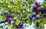 Te choroby atakują wiśnie, czereśnie i śliwy. Jak je rozpoznać i uratować drzewa owocowe?