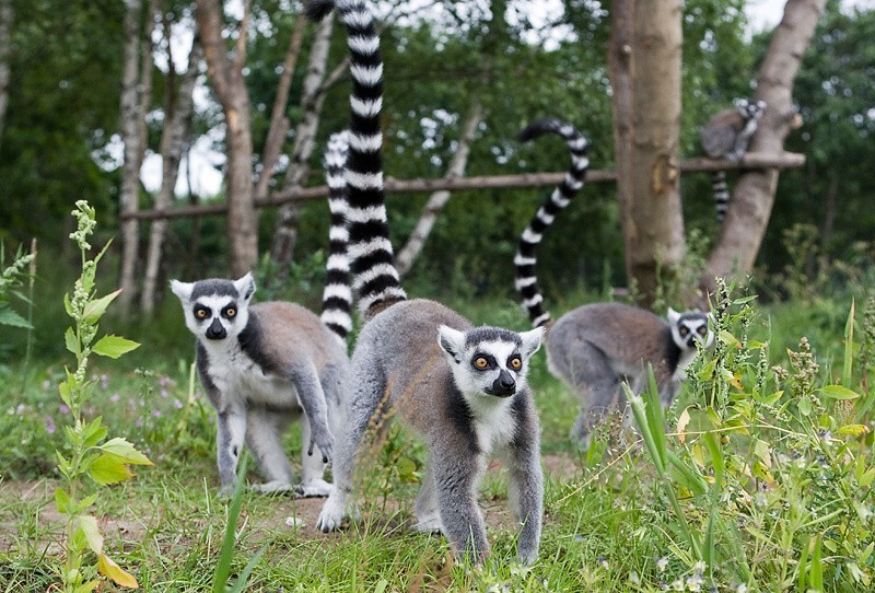 W Dolinie Charlotty powstało zoo. Zobacz zdjęcia