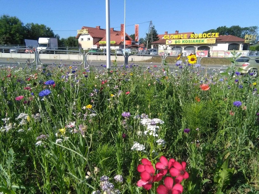 Kwietna łąka na skrzyżowaniu przy obwodnicy w Krośnie. To lepsze rozwiązanie i zdrowsze niż zwykły trawnik