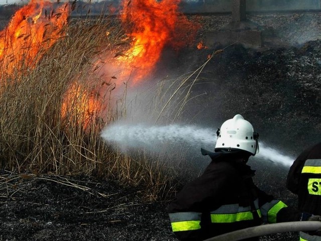 Codziennie strażacy z Przemyśla wyjeżdżają do kilkunastu pożarów suchej roślinności.