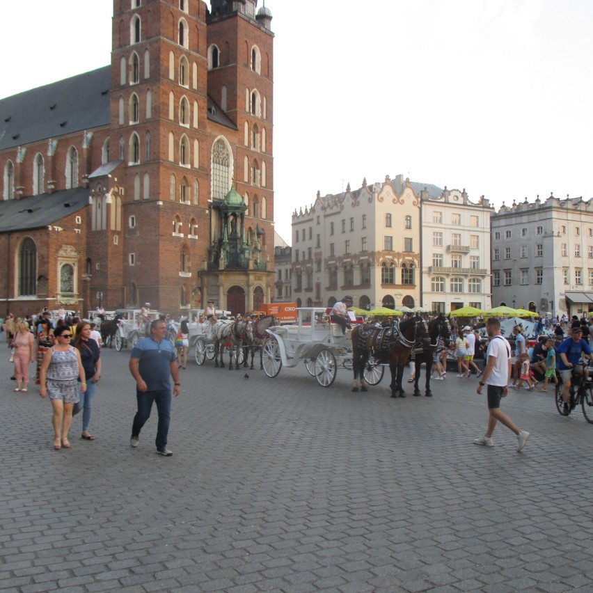 Kraków. Zawiadomienie do prokuratury w sprawie dręczenia koni dorożkarskich i COVID-19