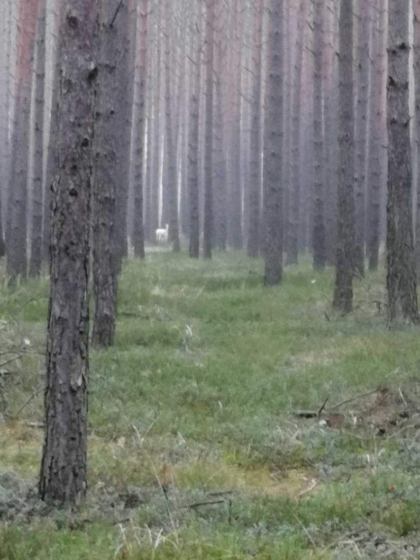 Biały jeleń w lesie w okolicy Kup.