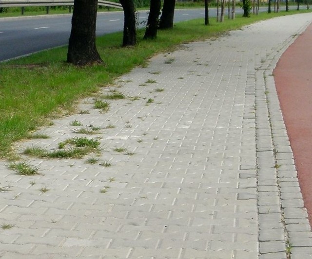Nowy chodnik ułożony z kostki brukowej wzdłuż ulicy Maratońskiej zaczyna zarastać trawą.