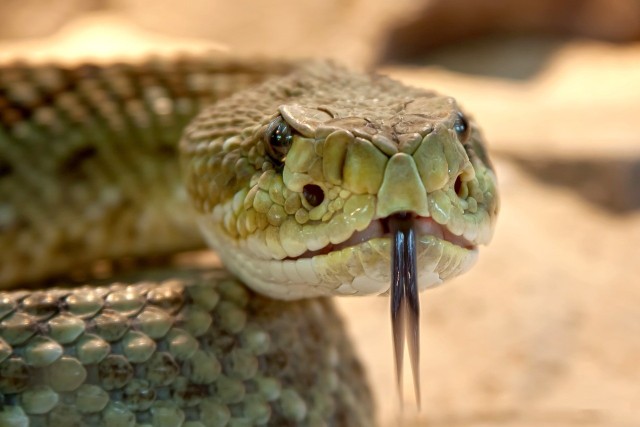 Jad węży zawiera substancje toksyczne dla układu nerwowego