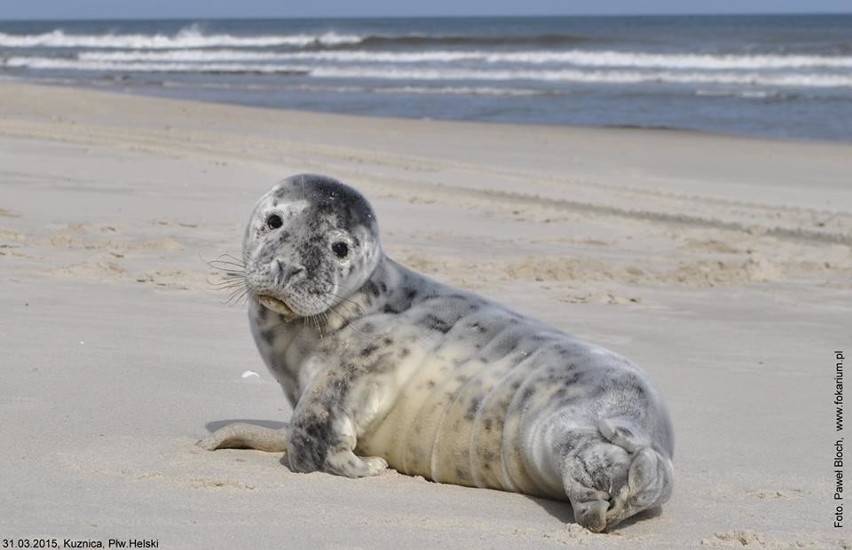 Dwie małe foczki znaleziono na brzegu Bałtyku [ZDJĘCIA] 