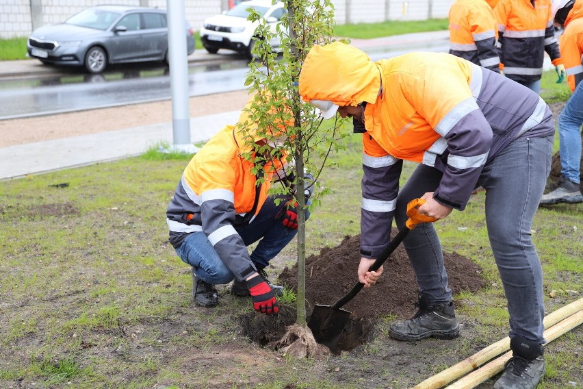 Przystanek zieleń w Ełku. Zasadzili drzewa przy stacji PKP