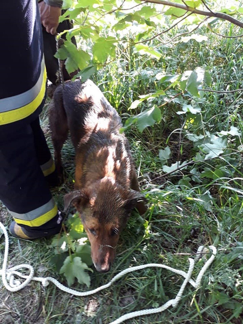 Strażacy ze Starej Dąbrowy uratowali psa, który wpadł do głębokiej studzienki 