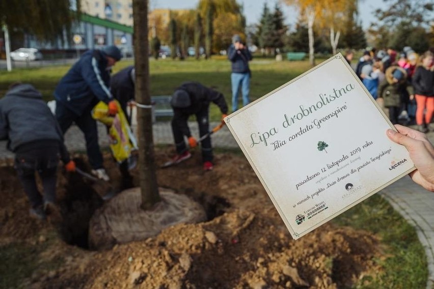 W Łęcznej posadzili 8,5-metrową lipę dla lepszego powietrza