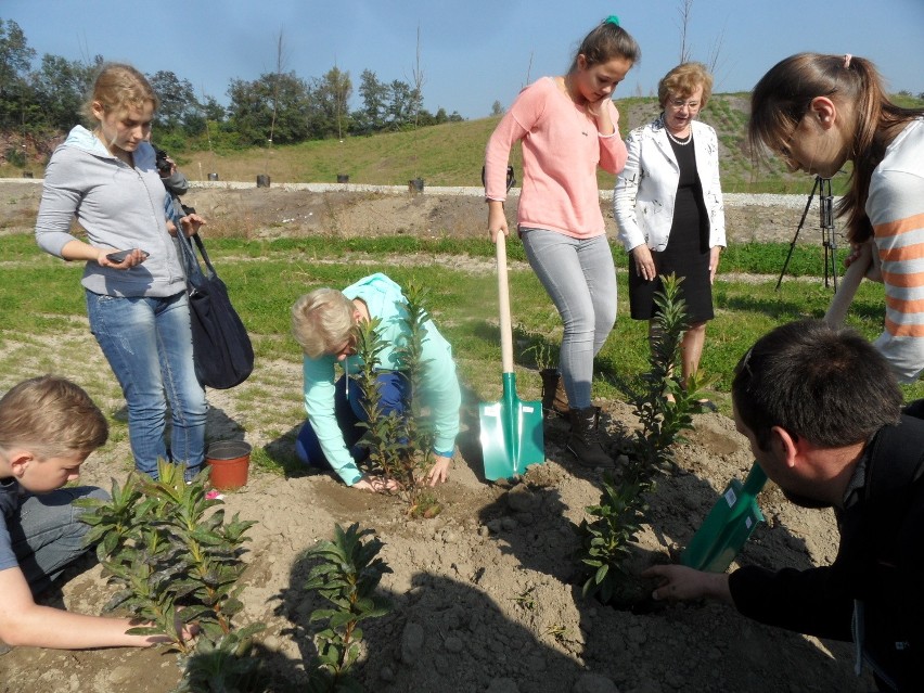 Zabrze rekultywuje stare zwałowiska. Posadzili drzewa na hałdzie [ZDJĘCIA]