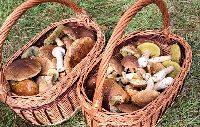 Takie piękne grzyby zostały znalezione w lesie w Stalowej Woli. Zobacz kolejne zdjęcia w galerii >>>