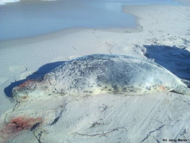 Kolejna zabita foka w powiecie puckim. Kto zabija foki w Zatoce Puckiej?