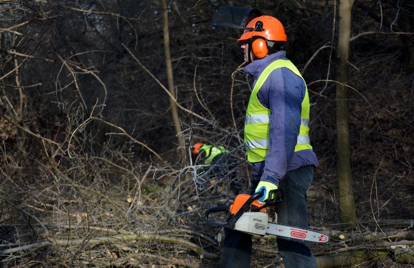 Wycinka obejmuje drzewa rosnące u zbiegu ulic Północnej i...