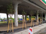 Częstochowa: posadzili drzewka pod wiaduktem. Absurd na budowie nowego centrum przesiadkowego na Rakowie. Miasto: to przez pomyłkę