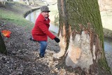 Bobry harcują w Tarnowie. Zagrożone są kolejne drzewa przy Wątoku [ZDJĘCIA]