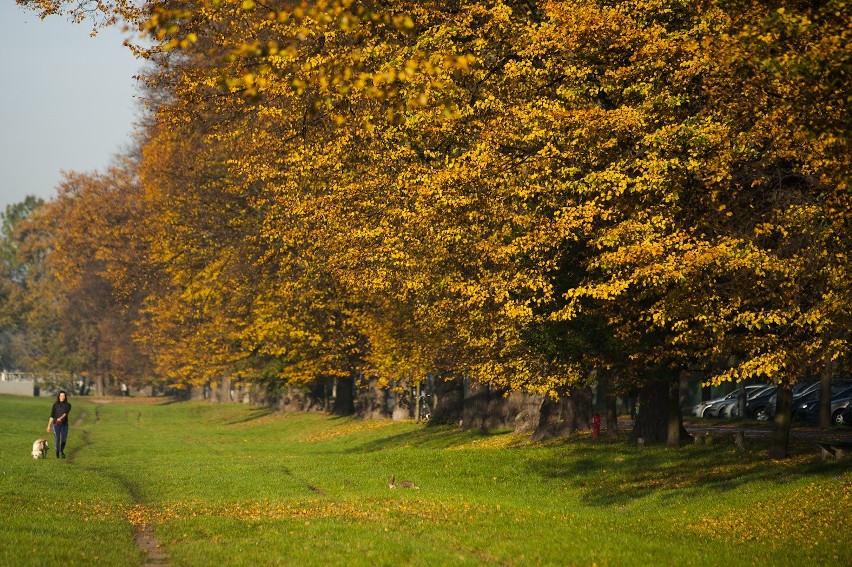 Złota polska jesień. Kraków w pięknych barwach [GALERIA DNIA]