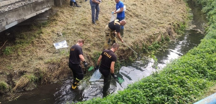 Strażacy wyłąwiają setki śniętych ryb z odcinka rzeki Warty...