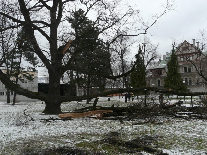 Jagosz srogo ucierpiał od wiatru.