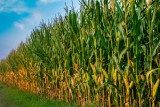 Trwa szacowanie strat po suszy 2019. Rolniku, zgłoś kukurydzę z Kujawsko-Pomorskiego