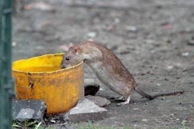 Szczury wychodzą z dziur na zieleńcu i straszą przechodniów w rejonie ul. Meiselsa FOT. ANNA KACZMARZ