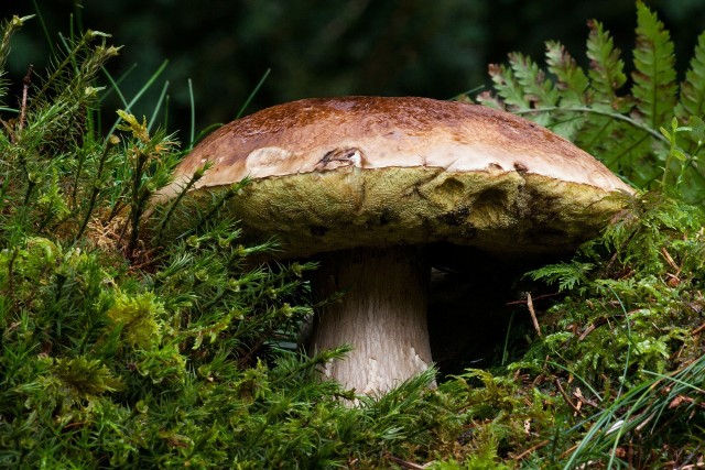 Borowik szlachetnyWbrew obiegowej opinii, grzyby są bardzo zdrowe i mają dużo wartości odżywczych.