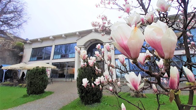 Wiosną Cieszyn kojarzy się z magnoliami, można je spotkać wszędzie. Prawda, że piękne?Zobacz kolejne zdjęcia. Przesuwaj zdjęcia w prawo - naciśnij strzałkę lub przycisk NASTĘPNE
