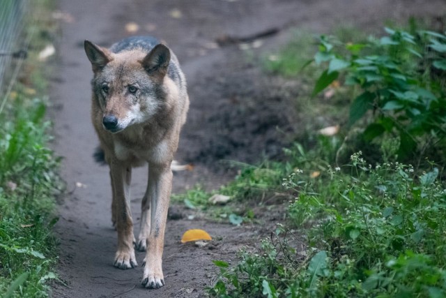 I chociaż jednych zachwyca ich obecność w wielkopolskich lasach, z takich sąsiadów nie są zadowoleni sami mieszkańcy tych terenów. Jak mówią, w ostatnich miesiącach wilki coraz bardziej zbliżają się do gospodarstw, rzadziej reagują na obecność człowieka.