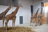 Żyrafy z poznańskiego ogrodu zoologicznego mają nowy dom. Zobacz zdjęcia z transportu