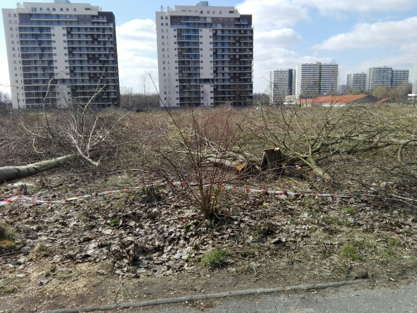 Wycinka drzew w Katowicach. os. Tysiąclecia