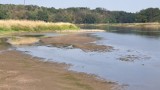 Kolejne badania Odry nie wykazują poprawy stanu rzeki. Specustawa ureguluje kwestię zrzutu ścieków