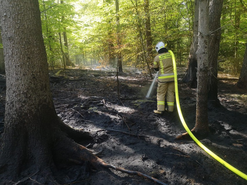 Do pożaru doszło w lesie między Złocieńcem a miejscowością...