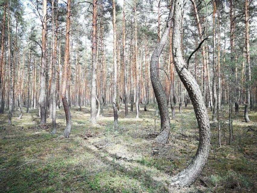Tańczący las na Dolnym Śląsku to prawdziwy cud natury. Znacie to miejsce? [ZDJĘCIA]