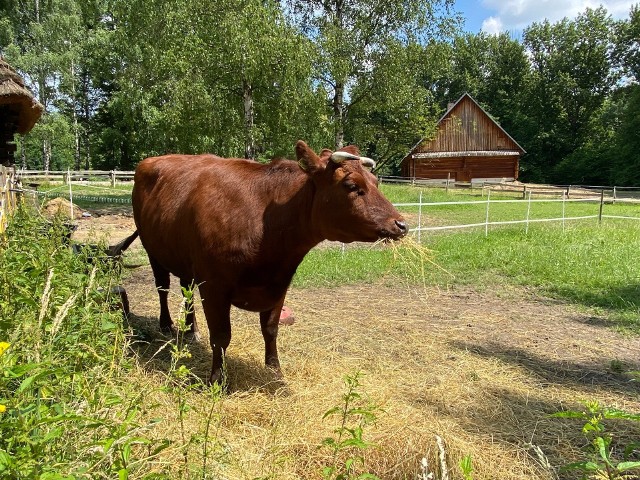 Niespotykana czerwona "Lama" zamieszkała w Górnośląskim Parku Etnograficznym w Chorzowie. Co krowa robi w Chorzowie?