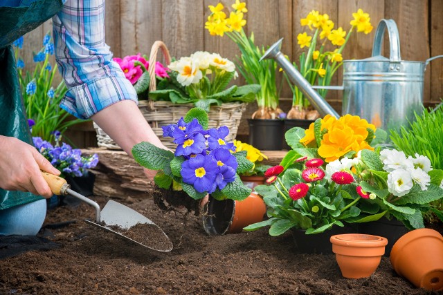 Co posadzić w ogrodzie, żeby cieszyć się kwiatami od wczesnej wiosny do  późnej jesieni? Polecamy rośliny łatwe w uprawie | RegioDom