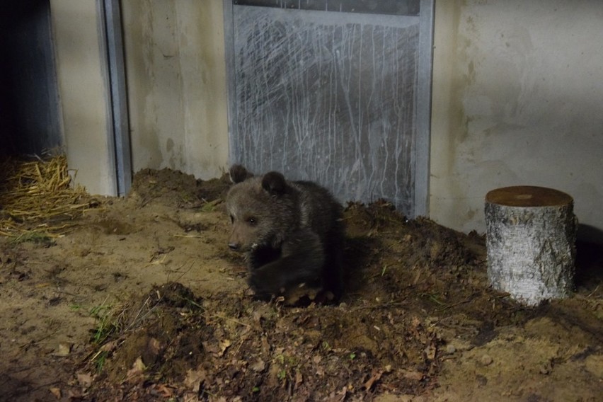 Cisna jest już w Nowym Zoo w Poznaniu