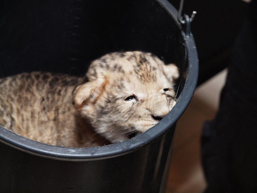 W gdańskim zoo urodził się mały lew MOCO [ZDJĘCIA] 
