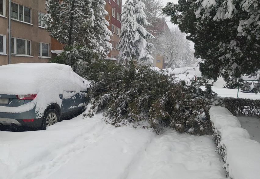 Przemyśl. Drzewo pod naporem śniegu spadło na dwa samochody [ZDJĘCIA]