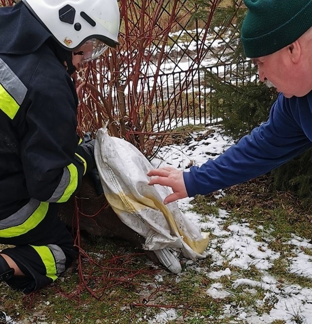 Strażacy z Zalasu ratowali sarnę, która wpadła do zbiornika...