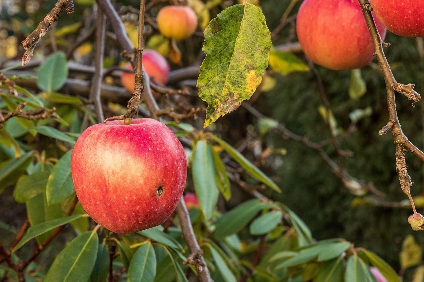 Jabłonie i grusze może atakować wiele chorób. Powodują one...