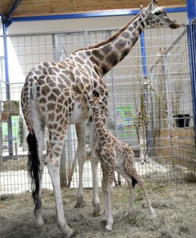 Opolskie Zoo posiada największe w Polsce stado żyraf.