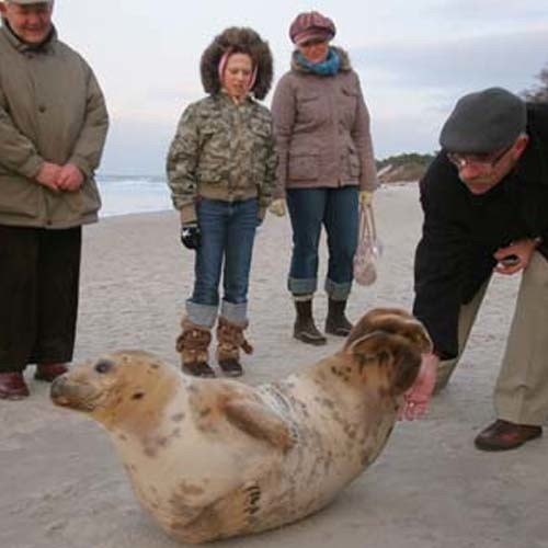 Spotkanej na plaży foki pod żadnym pozorem nie można karmić.