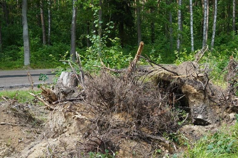 Lasy Państwowe wprowadziły tymczasowy zakaz wstępu do lasów na terenie całego kraju [ZDJĘCIA]