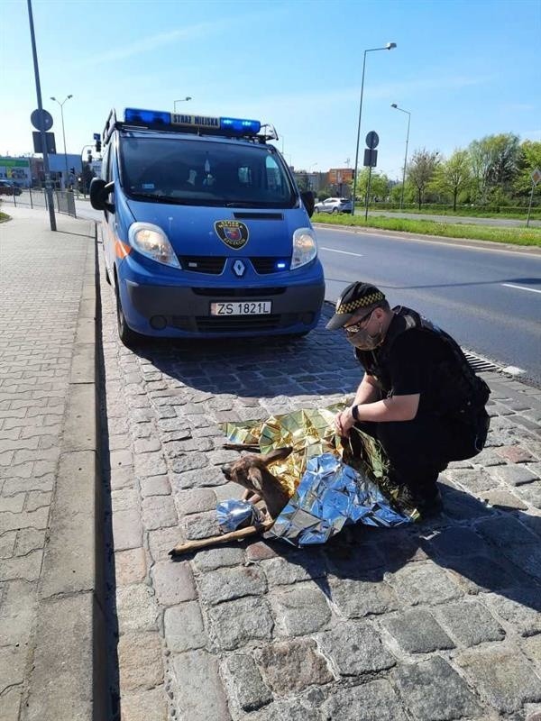 Szczecińscy strażnicy miejscy uratowali sarnę potrąconą przez samochód