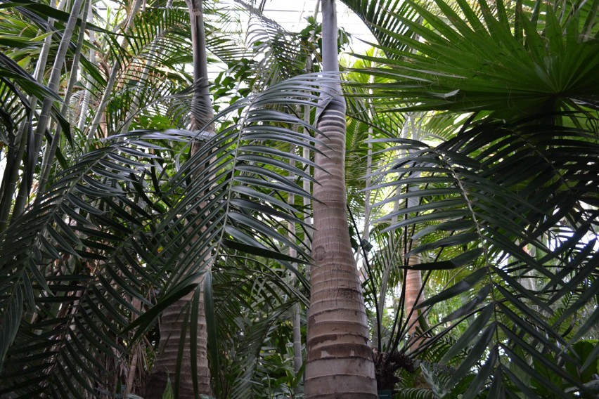 W gliwickiej palmiarni sezon w w pełni