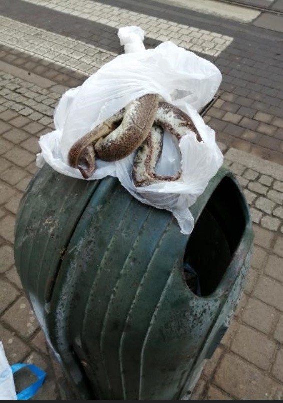 Bydgoscy strażnicy miejscy potwierdzili zgłoszenie - ktoś zostawił martwego węża na koszu na śmieci.
