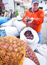 Sprzedaż kasztanów 2015. W tym roku nie sypnęły owocami. Ile płacą w skupach za kilogram?
