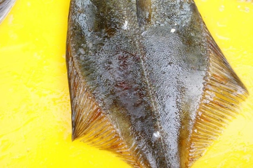 Zatoka Pucka pełna chorych ryb? Rybacy biją na alarm, a ministerstwo zleci kontrolę [wideo,zdjęcia]