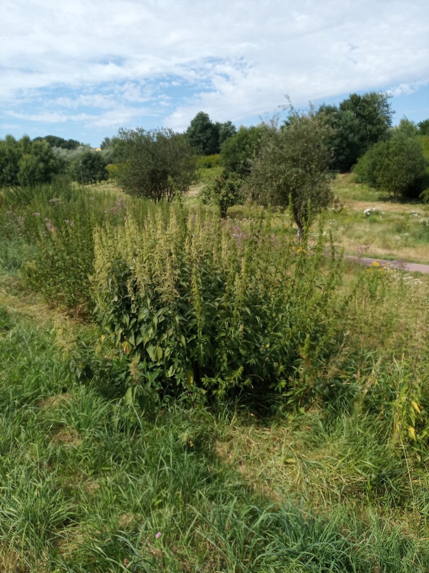 Zarośnięty wąwóz na Czubach w Lublinie odstrasza. Wcześniej miejsce wypoczynku, dziś siedlisko kleszczy