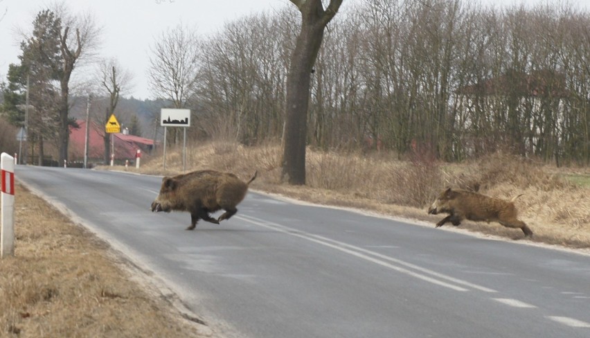 Z rąk myśliwych ma zginąć prawie pół setki dzików